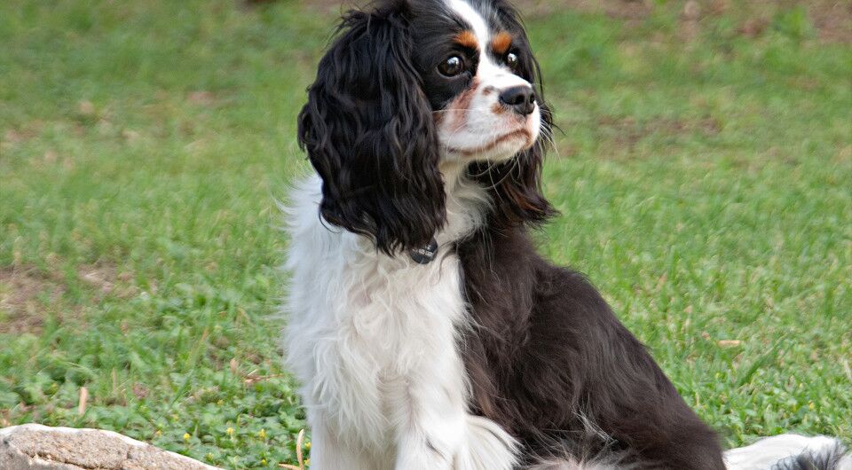 Cavalier King Charles Spaniel Slides - Black & White Cavalier King Charles Spaniel Slides - Black & White